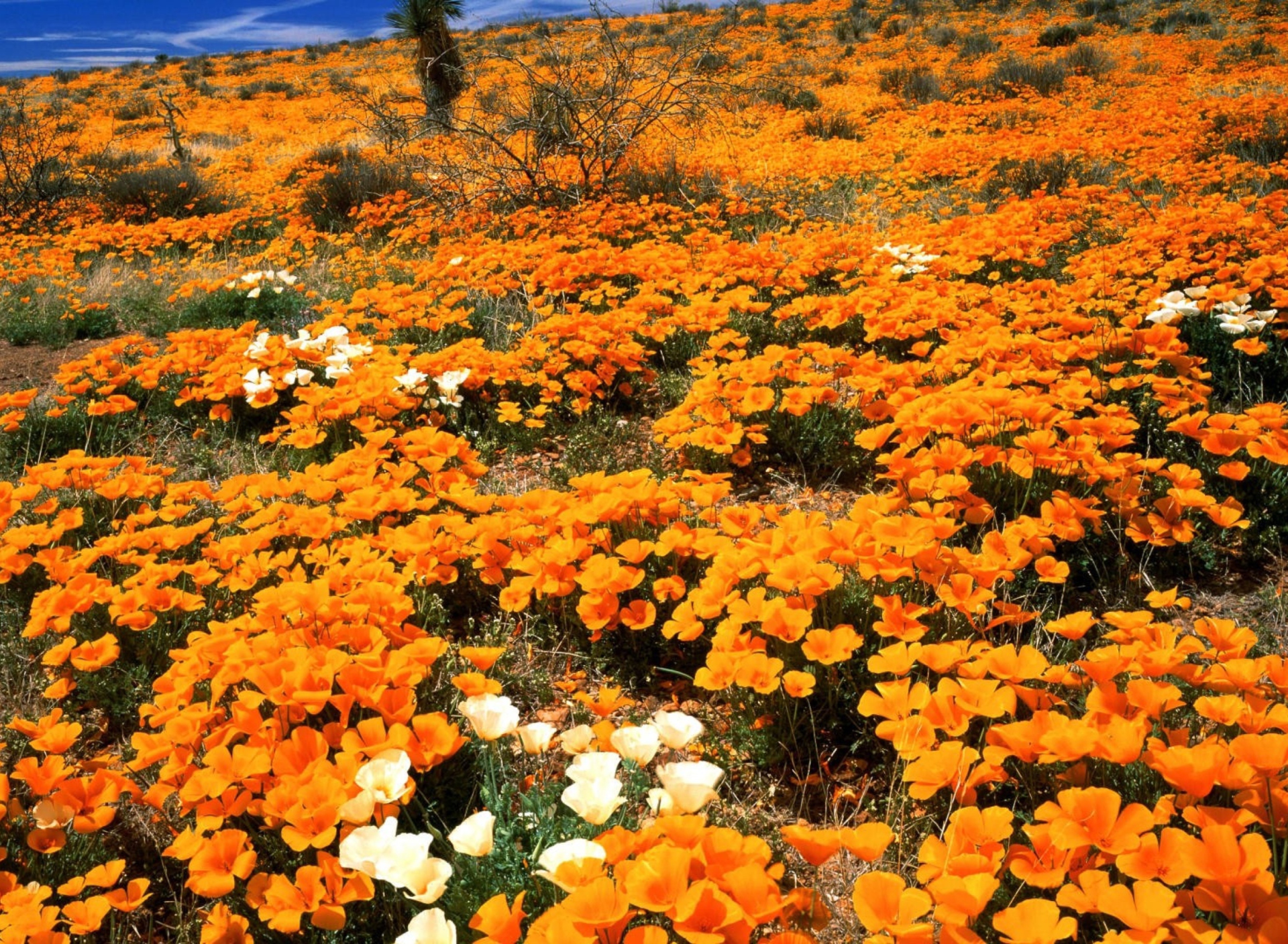 Das Field Of Orange Flowers Wallpaper 1920x1408