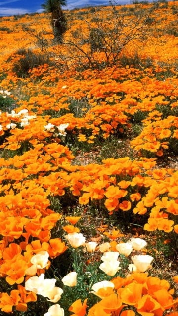 Обои Field Of Orange Flowers 360x640