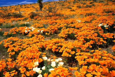 Обои Field Of Orange Flowers 480x320