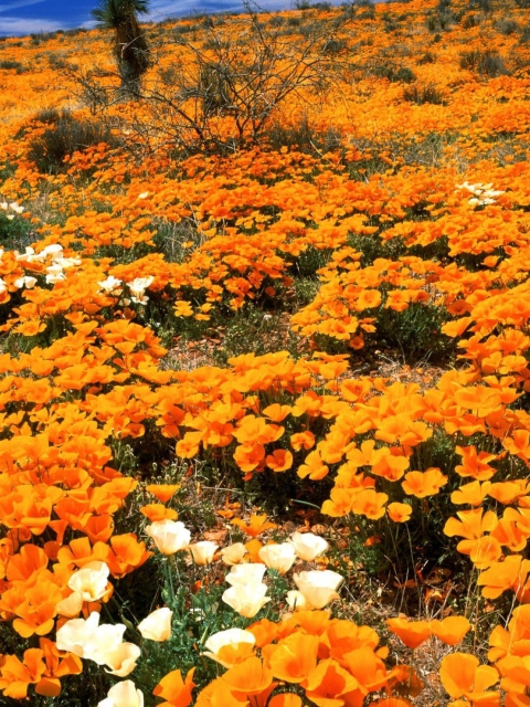 Das Field Of Orange Flowers Wallpaper 480x640
