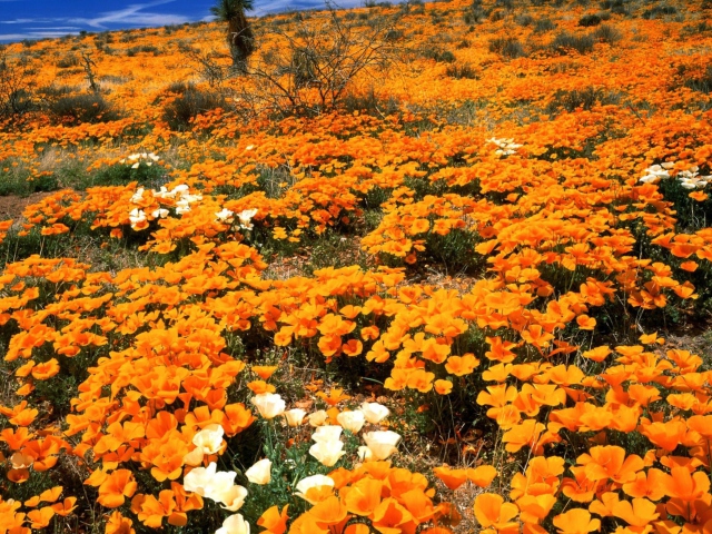 Field Of Orange Flowers wallpaper 640x480