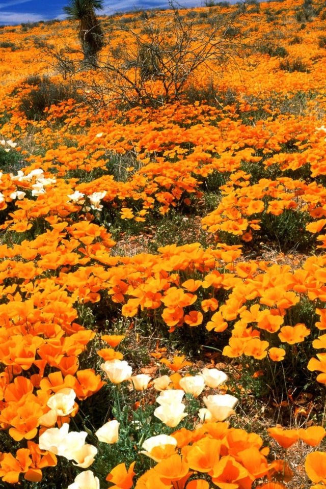 Das Field Of Orange Flowers Wallpaper 640x960