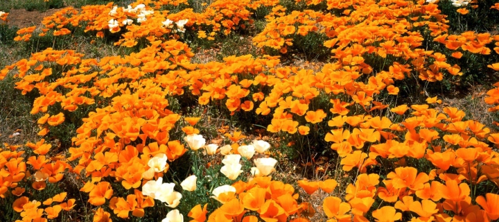 Field Of Orange Flowers screenshot #1 720x320