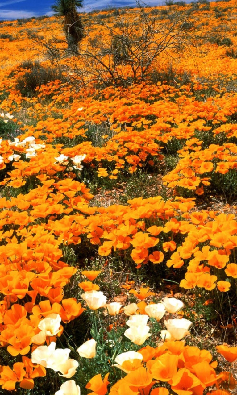 Das Field Of Orange Flowers Wallpaper 768x1280