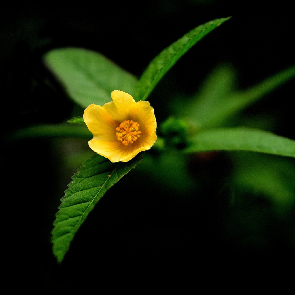 Fondo de pantalla Little Yellow Flower 1024x1024