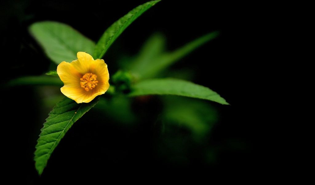 Little Yellow Flower wallpaper 1024x600