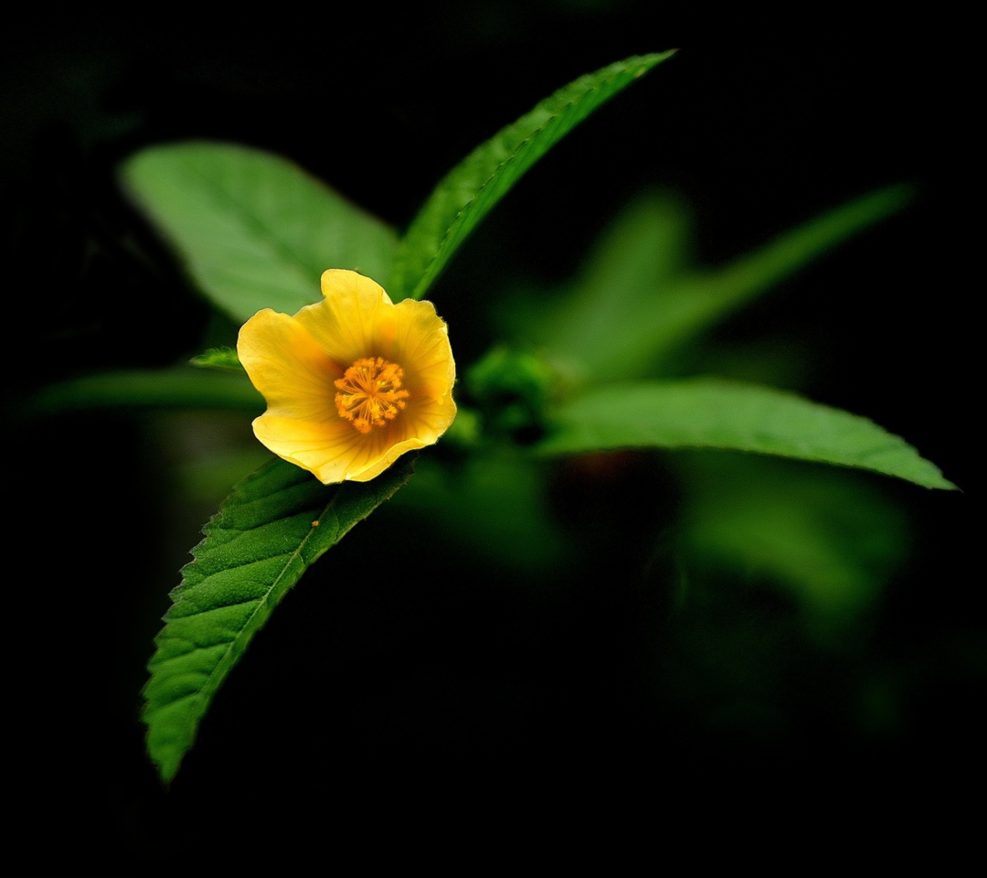 Little Yellow Flower wallpaper 1080x960