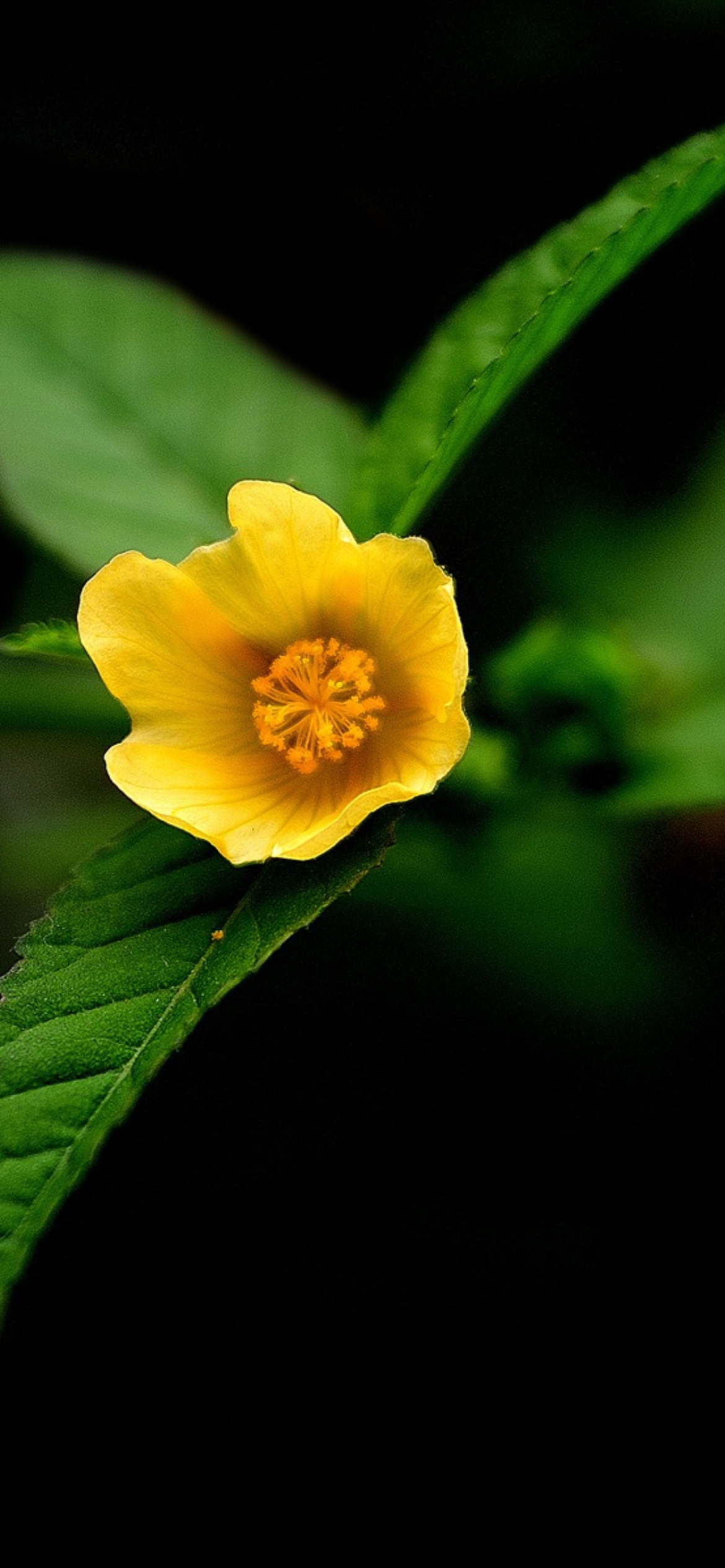 Sfondi Little Yellow Flower 1170x2532