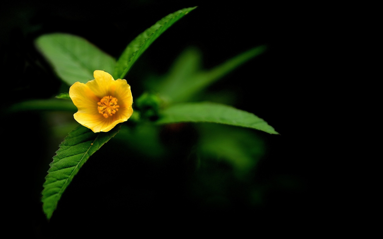 Screenshot №1 pro téma Little Yellow Flower 1280x800
