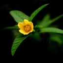 Sfondi Little Yellow Flower 128x128