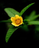 Fondo de pantalla Little Yellow Flower 128x160