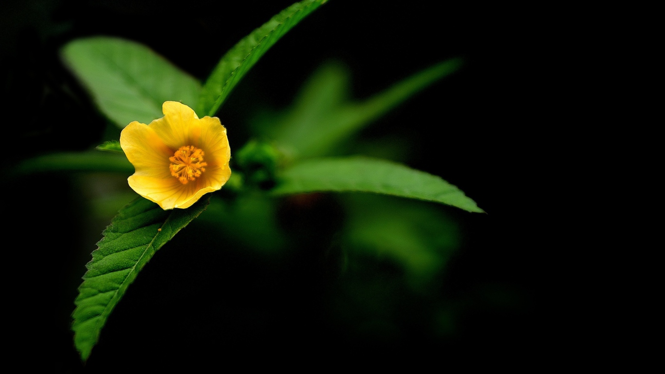 Fondo de pantalla Little Yellow Flower 1366x768