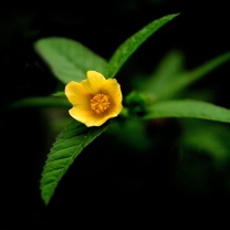 Fondo de pantalla Little Yellow Flower 208x208