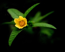 Little Yellow Flower screenshot #1 220x176