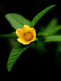 Обои Little Yellow Flower 240x320