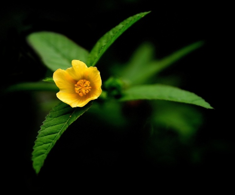 Little Yellow Flower wallpaper 480x400