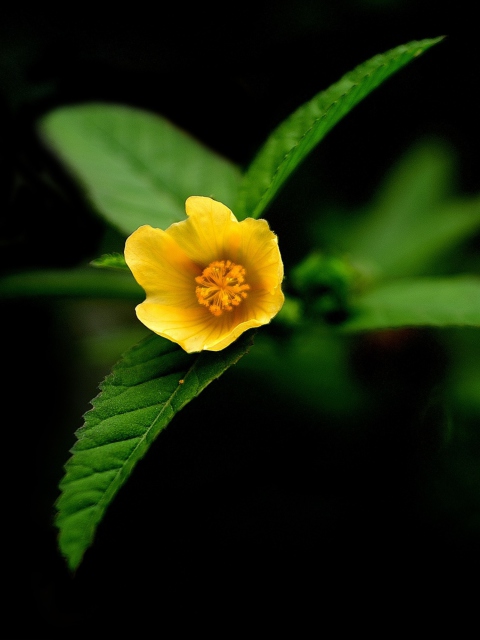 Fondo de pantalla Little Yellow Flower 480x640