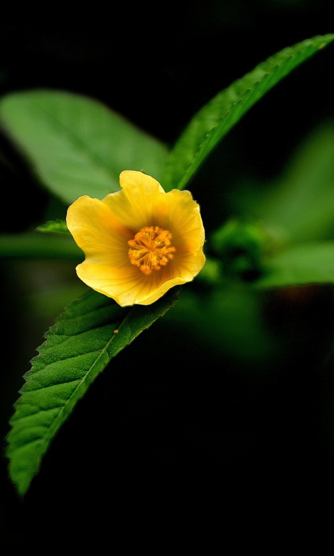 Sfondi Little Yellow Flower 480x800