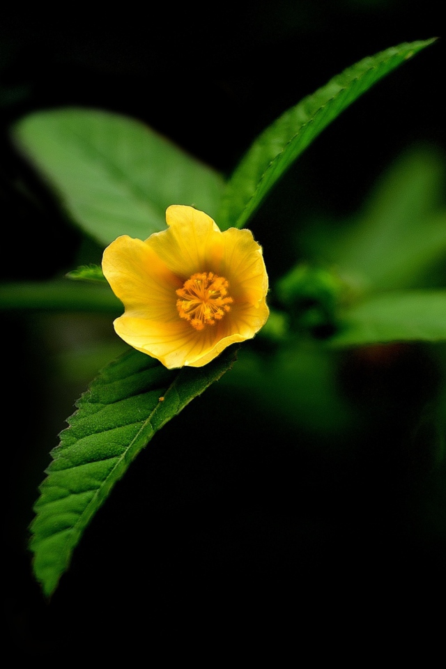 Fondo de pantalla Little Yellow Flower 640x960