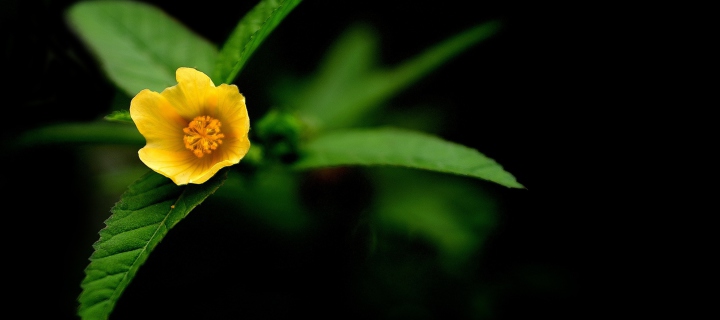 Sfondi Little Yellow Flower 720x320
