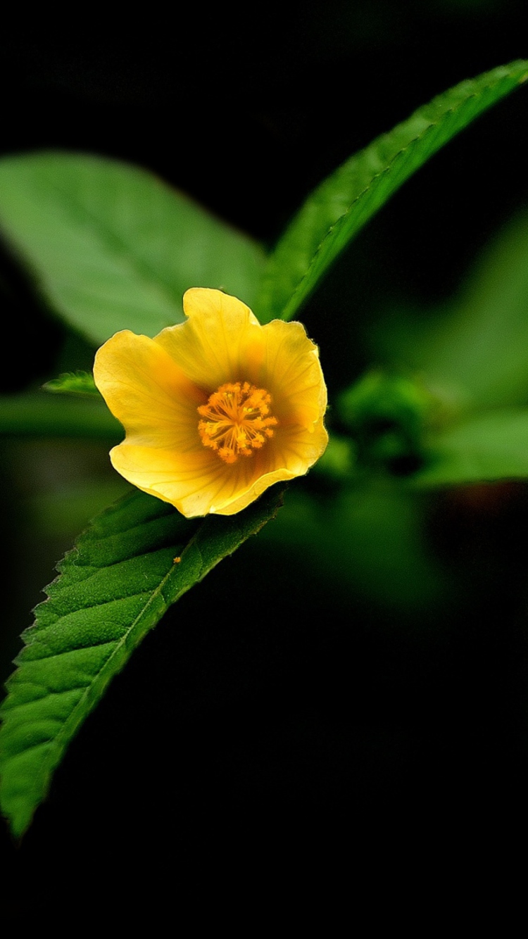 Sfondi Little Yellow Flower 750x1334