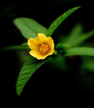 Free Little Yellow Flower Picture for Nokia 700