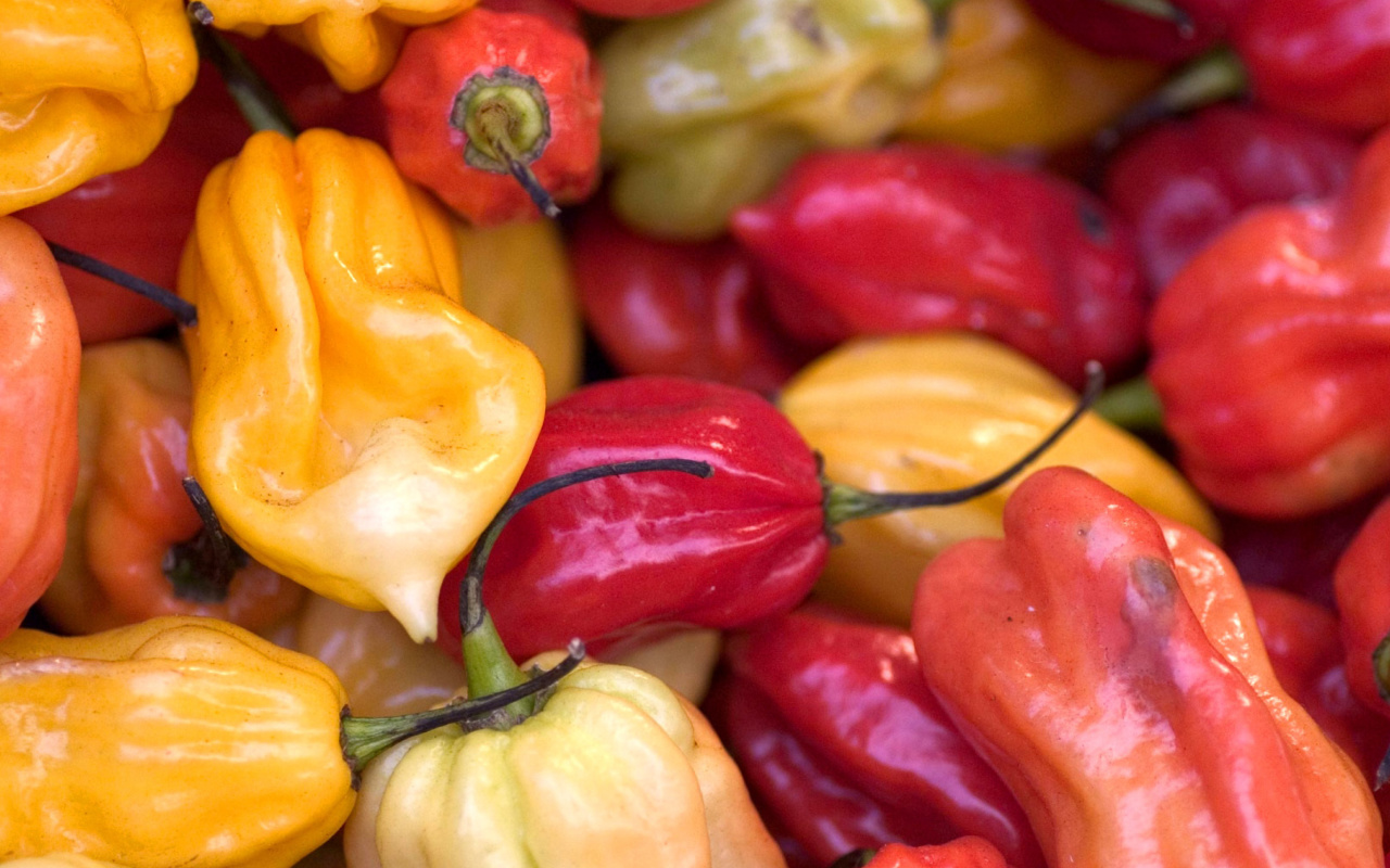 Das Bell Pepper Wallpaper 1280x800