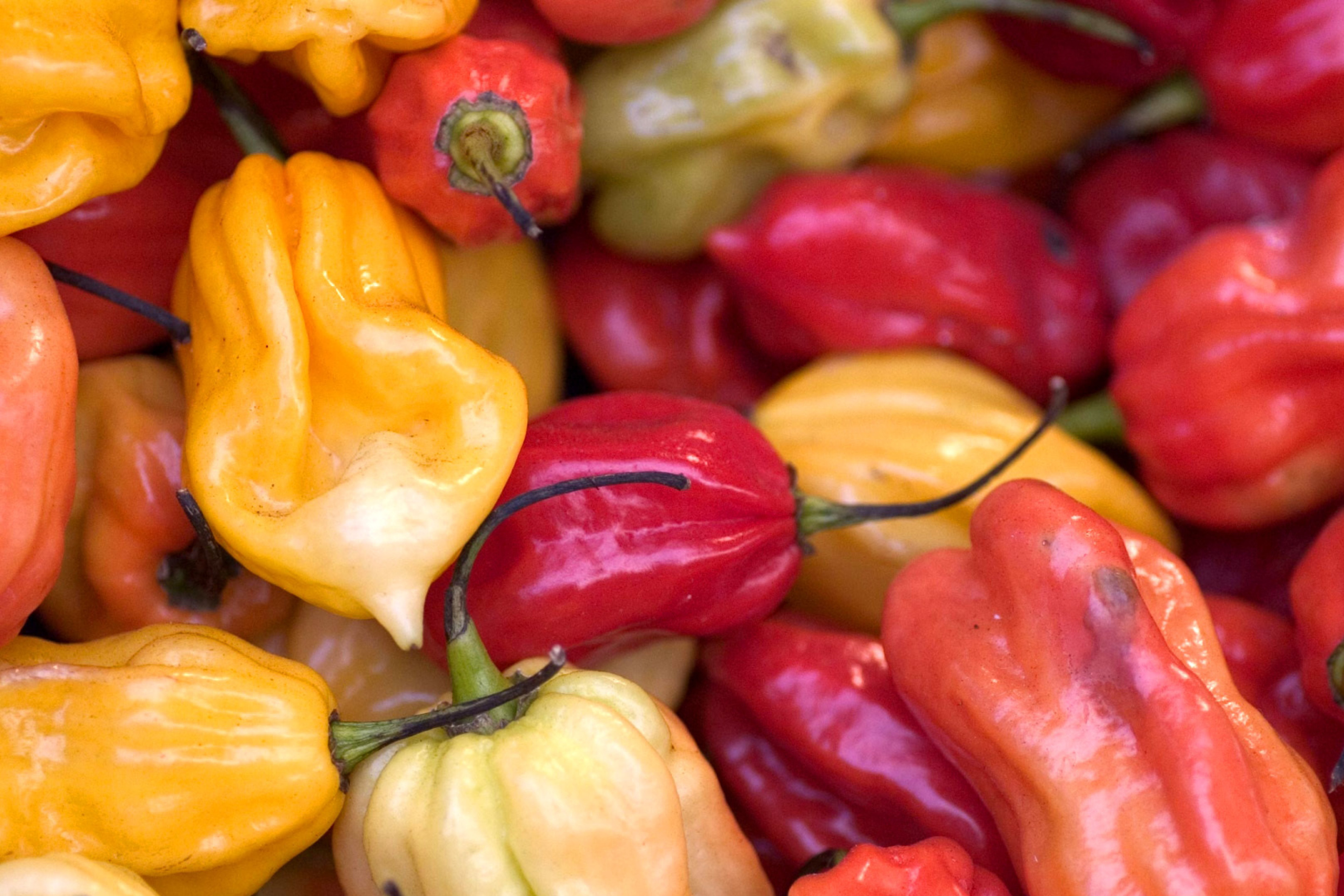 Das Bell Pepper Wallpaper 2880x1920