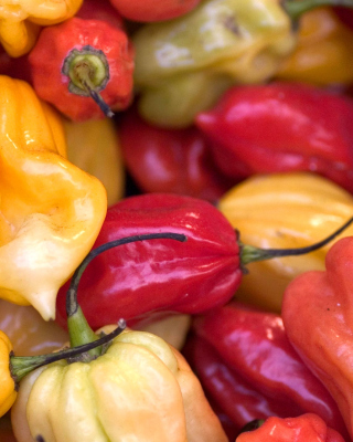 Bell Pepper Background for 768x1280