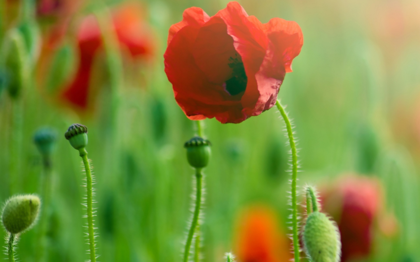 Sfondi Red Poppy Macro 1440x900