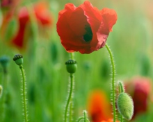 Red Poppy Macro wallpaper 220x176