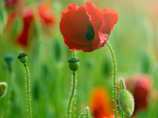 Обои Red Poppy Macro 640x480