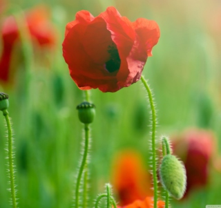 Red Poppy Macro papel de parede para celular para HP TouchPad