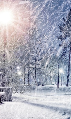 Winter Evening in Park screenshot #1 240x400