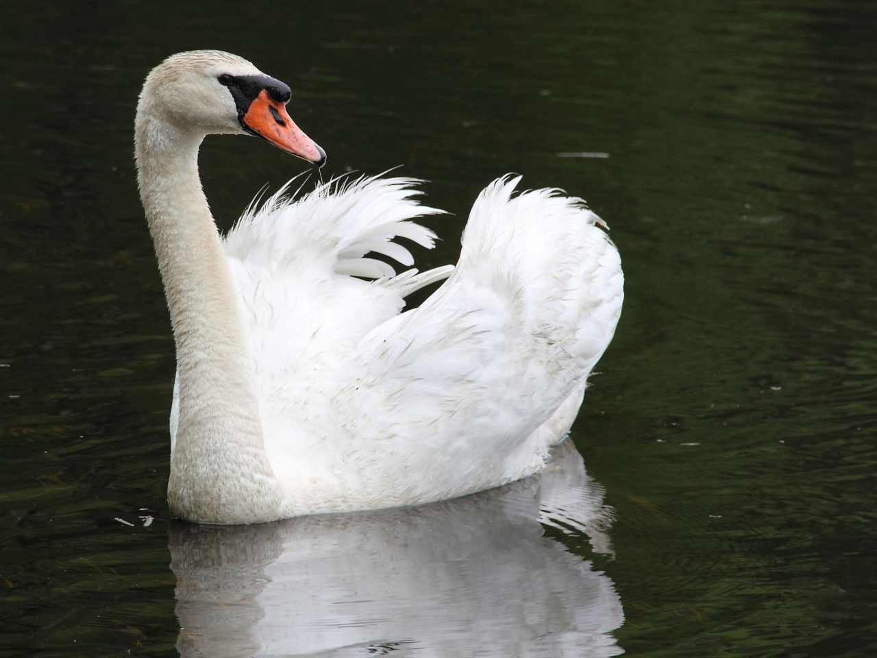 Sfondi White Swan 1280x960