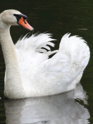 Sfondi White Swan 132x176