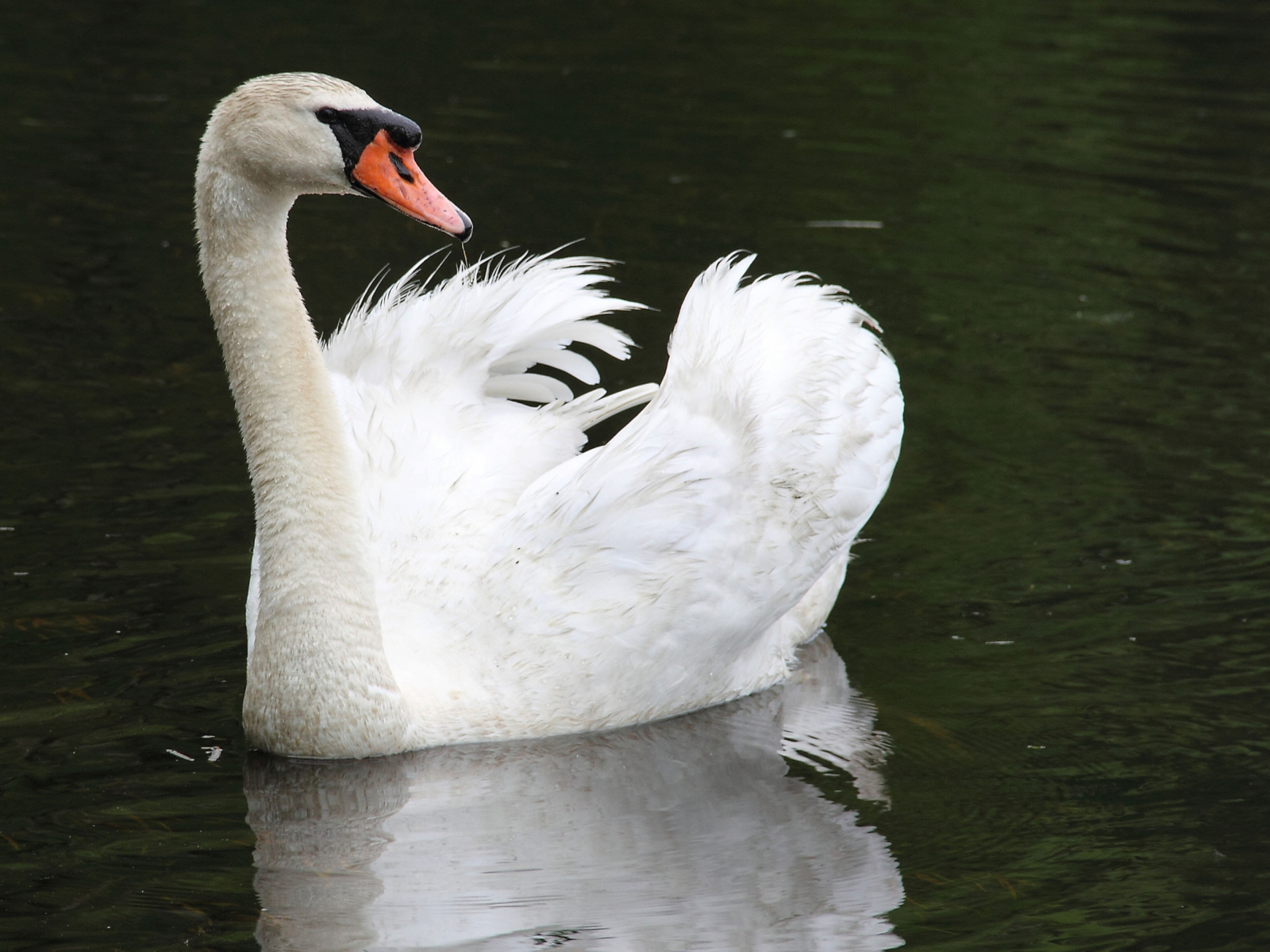 Sfondi White Swan 1600x1200