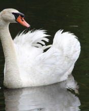 Sfondi White Swan 176x220