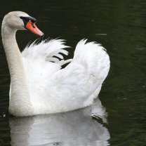 Sfondi White Swan 208x208