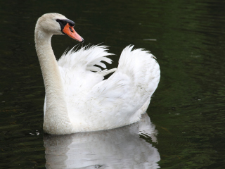 White Swan wallpaper 320x240