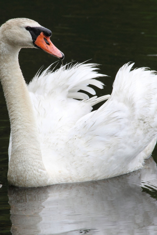 Обои White Swan 320x480