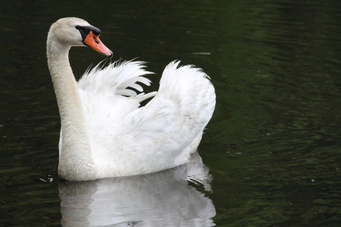Обои White Swan 480x320