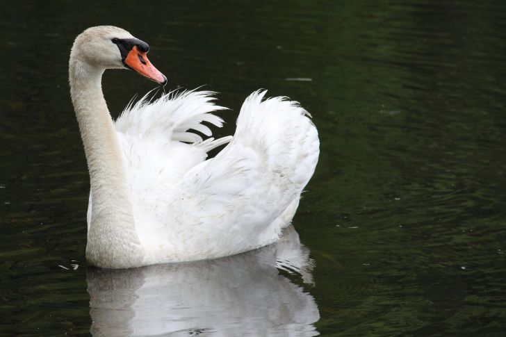 Fondo de pantalla White Swan