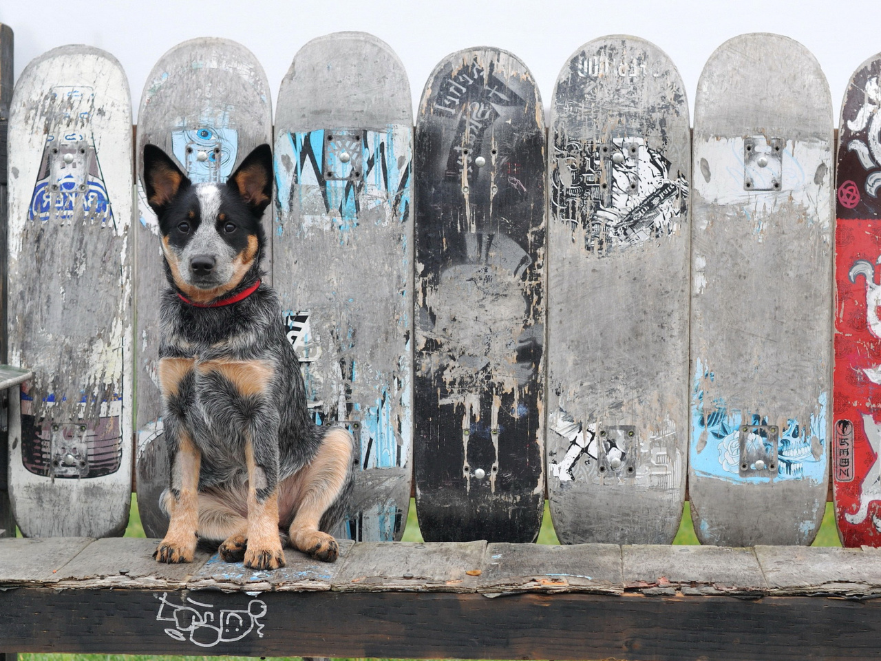 Screenshot №1 pro téma Australian Cattle Dog 1280x960