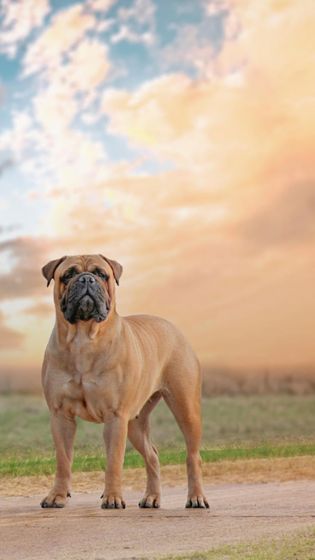 Das Bullmastiff Wallpaper 1080x1920