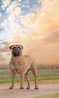 Fondo de pantalla Bullmastiff 240x400