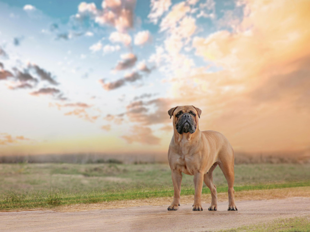 Fondo de pantalla Bullmastiff 640x480