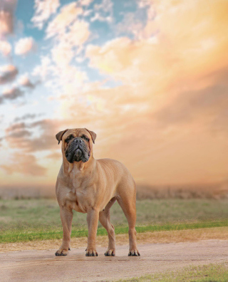 Bullmastiff - Obrázkek zdarma pro Nokia C7