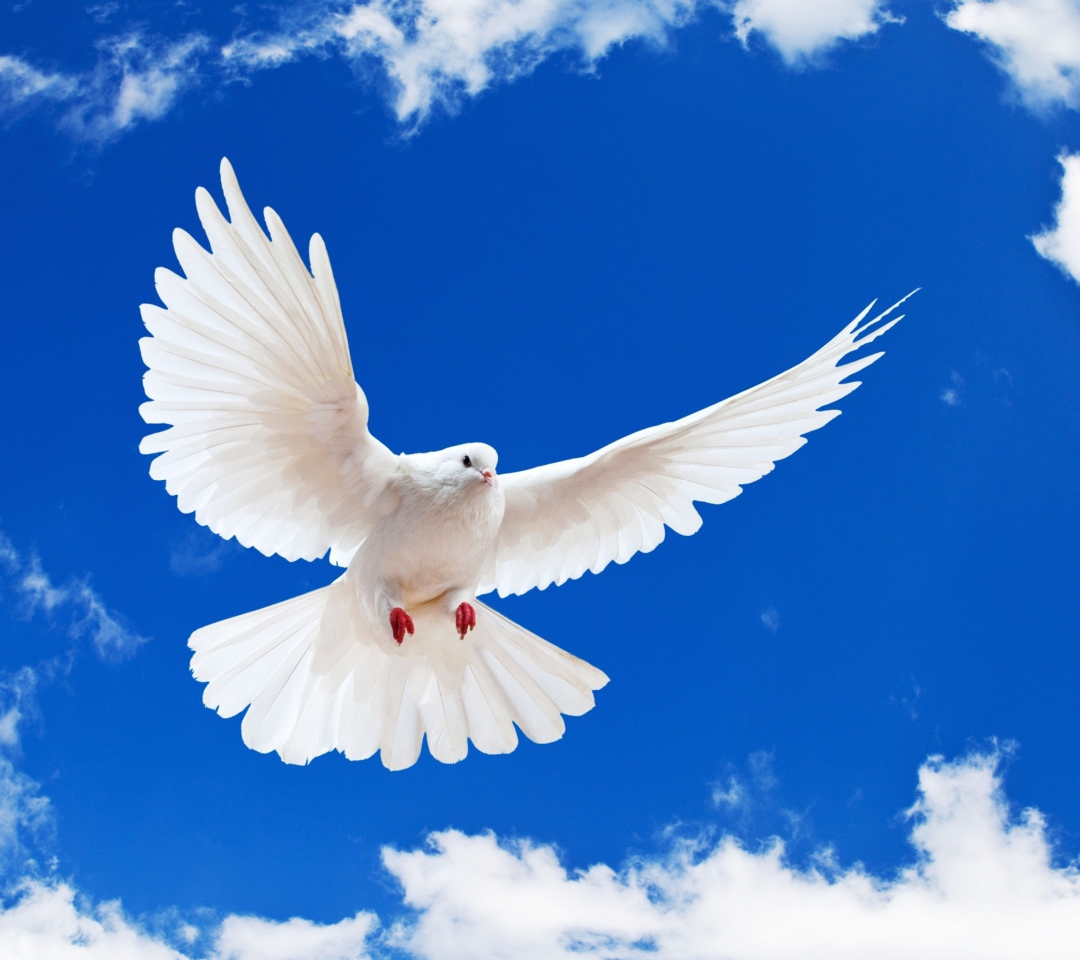 Das White Dove In Blue Sky Wallpaper 1080x960