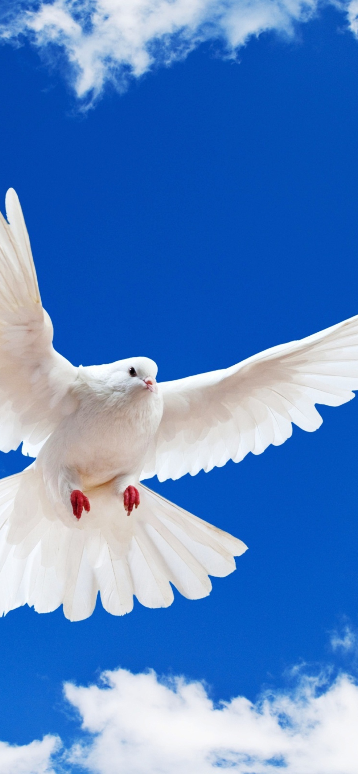 Das White Dove In Blue Sky Wallpaper 1170x2532